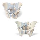 Anatomy Set Male & Female Pelvic Skeleton with Ligaments, 8001094 [3010313], Genital and Pelvis Models