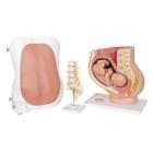 Aneszteziol&oacute;giai oktat&oacute;csomag, 8000874 [3011612], Epidural and Spinal