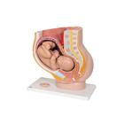 Anesthesiology Lab Set, 8000874 [3011612], Epidural and Spinal (Small)