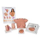 Breast Examination Set, 8000875 [3011613], Anatómiai készletek
