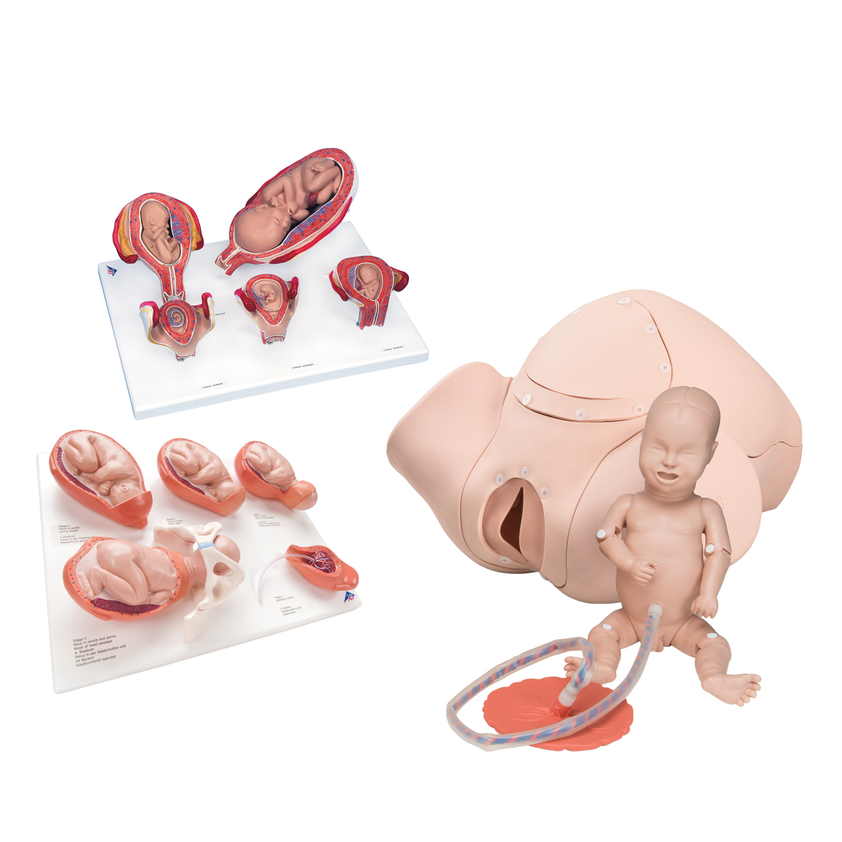 https://www.3bscientific.com/thumblibrary/3011904/3011904_01_1200_1200_Intro-to-Obstetrics-Lab-Basic-Set.jpg