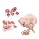 Intro Conjunto de Laboratorio Básico para Obstetricia, 8000877 [3011904], Kits de simulación