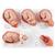 Schulungsset Einführung in die Geburtshilfe, 8000877 [3011904], Anatomie Sets (Small)