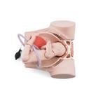 Intro to Obstetrics Lab Pro Set, 8000878 [3011905], Simulation Starter Kits (Small)