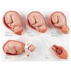 Intro to Obstetrics Lab Pro Set, 8000878 [3011905], Simulation Starter Kits (Small)