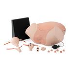 Intro to Gynecology Lab Set, 8000879 [3011906], Anatomical Model Sets (Small)