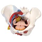 Intro to Gynecology Lab Set, 8000879 [3011906], Anatomical Model Sets (Small)
