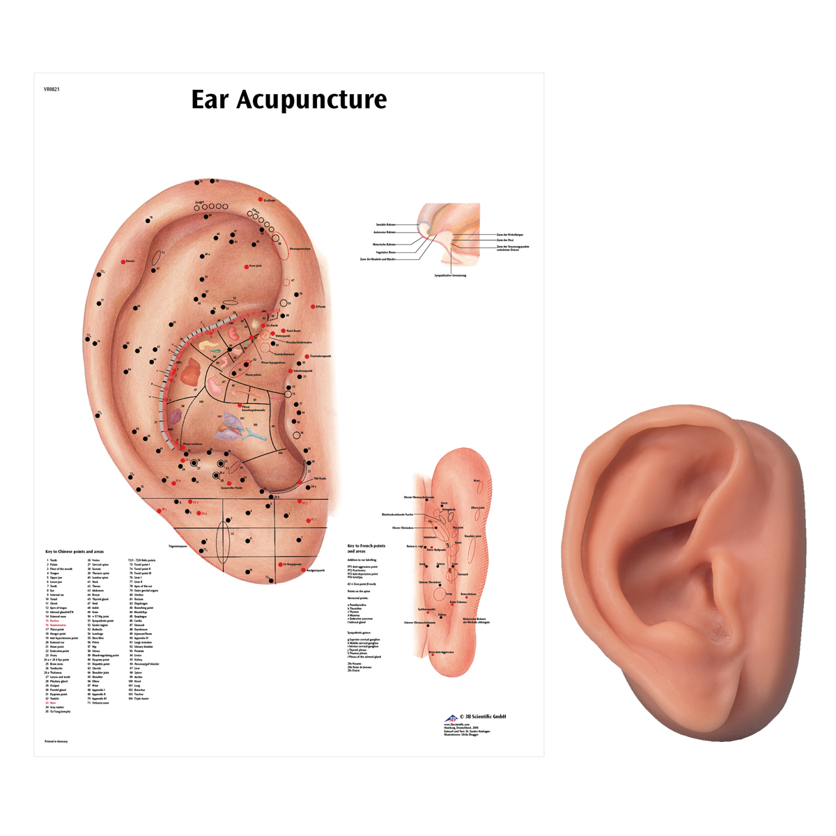 3B Scientific Acupuncture Ear Anatomy Learn Left & Right Set Skinlike Silicone 