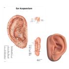 Acupuncture left ear model and ear chart, 3011919, Acupuncture Charts and Models