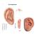 Acupuncture left ear model and ear chart, 3011919, Modelos (Small)