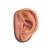 Acupuncture left ear model and ear chart, 3011919, Acupuncture Charts and Models (Small)