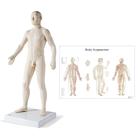 Male Acupuncture model with body chart, 3011920, Acupuncture Charts and Models