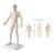 Male Acupuncture model with body chart, 3011920, Acupuncture Charts and Models (Small)