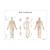 Male Acupuncture model with body chart, 3011920, Acupuncture Charts and Models (Small)