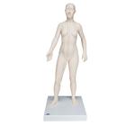 Female Acupuncture model with body chart, 3011921, Modelos (Small)