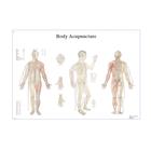 Female Acupuncture model with body chart, 3011921, Modelos (Small)