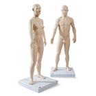 Male and Female acupuncture models, 3011922, Acupuncture Charts and Models