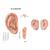 Right and left acupuncture ear models with ear chart, 3011924, Acupuncture Charts and Models (Small)