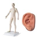 Male Acupuncture model and right ear model, 3011925, Acupuncture Charts and Models