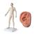 Male Acupuncture model and right ear model, 3011925, Acupuncture Charts and Models (Small)