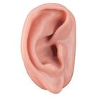 Male Acupuncture model and right ear model, 3011925, Modelos (Small)