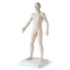 Male Acupuncture model and right ear model, 3011925, Modelos (Small)