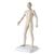 Male Acupuncture model and right ear model, 3011925, Modelos (Small)