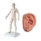 Male Acupuncture model and left ear model, 3011926, Acupuncture Charts and Models