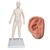 Female Acupuncture model and right ear model, 3011927, Acupuncture Charts and Models (Small)