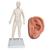 Female Acupuncture model and left ear model, 3011928, Acupuncture Charts and Models (Small)