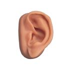 Female Acupuncture model and left ear model, 3011928, Modelos (Small)