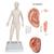 Female Acupuncture model, right ear, and ear chart, 3011930, Acupuncture Charts and Models (Small)