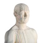 Male Acupuncture model, left ear, and ear chart, 3011931, Modelos (Small)