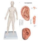 Female Acupuncture model, left ear, and ear chart, 3011932, Acupuncture Charts and Models