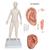 Female Acupuncture model, left ear, and ear chart, 3011932, Acupuncture Charts and Models (Small)