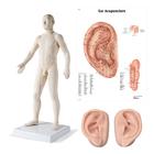 Male Acupuncture model, 2 ears, and ear chart, 3011933, Acupuncture Charts and Models