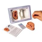 Male Acupuncture model, 2 ears, and ear chart, 3011933, Modelos (Small)