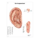 Male Acupuncture model, 2 ears, and ear chart, 3011933, Modelos (Small)