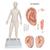 Female Acupuncture model, 2 ears, and ear chart, 3011934, Acupuncture Charts and Models (Small)