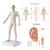 Male Acupuncture model with body and ear charts, 3011935, Acupuncture Charts and Models (Small)