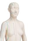 Female Acupuncture model with body and ear charts, 3011936, Modelos (Small)