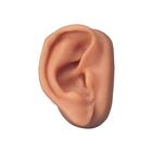 Male Acupuncture, R ear model, body and ear chart, 3011937, Modelos (Small)