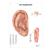 Male Acupuncture, R ear model, body and ear chart, 3011937, Acupuncture Charts and Models (Small)