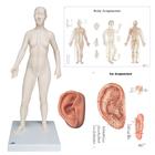 Female Acupuncture, R ear model, body, ear chart, 3011938, Acupuncture Charts and Models