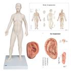 Female Acupuncture, L ear model, body and ear chart, 3011940, Acupuncture Charts and Models