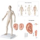 Male Acupuncture, 2 ear models, body, ear chart, 3011941, Acupuncture Charts and Models