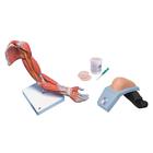 Conjunto de Formaci&oacute;n sobre Inyecci&oacute;n intramuscular superior, 8000886 [3011951], Kits de simulaci&oacute;n