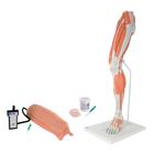 Set addestramento alle iniezioni intramuscolari, inferiore, 8000887 [3011952], Kit di simulazione