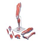 Set addestramento alle iniezioni intramuscolari, inferiore, 8000887 [3011952], Kit di simulazione (Small)