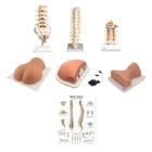 Kit completo de inyección espinal, 8001095 [3011954], Anatomía Grupos